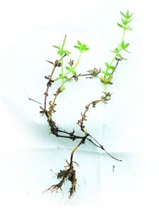 卵葉茜草(原變種) 卵葉茜草(原變種)