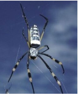 金絲圓蛛 金絲圓蛛