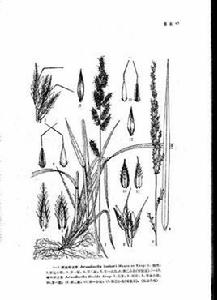 硬葉野古草 硬葉野古草