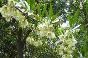 日本杜英 日本杜英