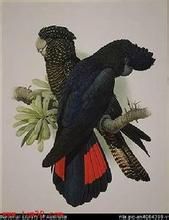 紅尾黑巴丹鸚鵡