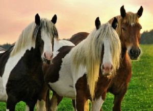 腐索馭馬 腐索馭馬