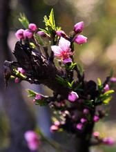 準噶爾報春 準噶爾報春