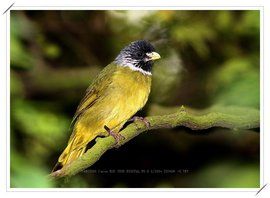 黑頭金翅雀 黑頭金翅雀