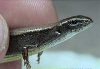 昆明滑蜥 昆明滑蜥