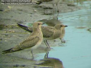 （圖）領燕鴴的繁殖