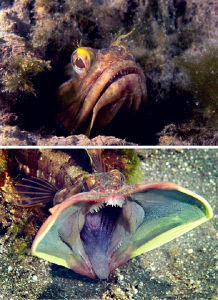 勃氏新熱䲁 勃氏新熱䲁