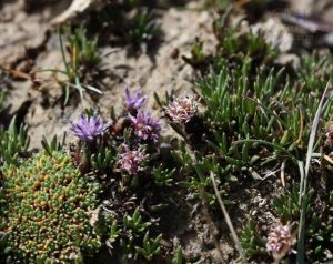 洮河風毛菊 洮河風毛菊