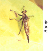 雙翅目食蟲虻科 雙翅目食蟲虻科