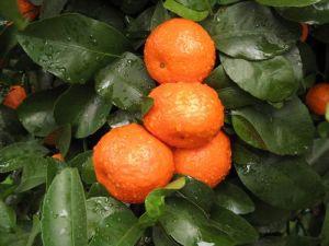十月橘