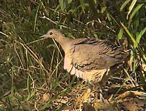 秘魯斑䳍 秘魯斑䳍