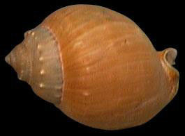 貽色鬘螺 貽色鬘螺