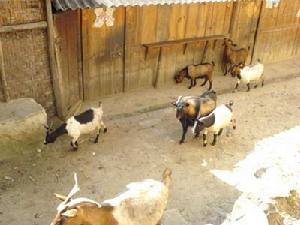 羅乾慶自然村發展重點-山羊