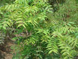 黃連木屬 黃連木屬