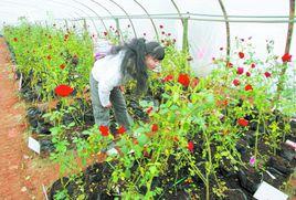 北方平村 北方平村