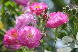 單葉薔薇亞屬 單葉薔薇亞屬