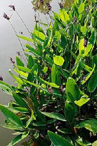 水生稙物 水生稙物