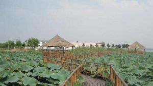 蓮花島沈記蟹園 蓮花島沈記蟹園