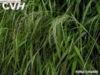 多枝亂子草 多枝亂子草