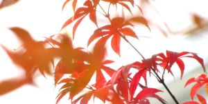 雞爪槭系 雞爪槭系