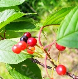 浙閩櫻桃 浙閩櫻桃