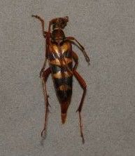 金絲花天牛 金絲花天牛