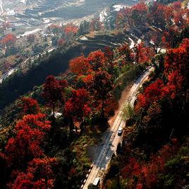 文成紅楓古道 文成紅楓古道