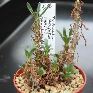 條紋奇峰錦 條紋奇峰錦