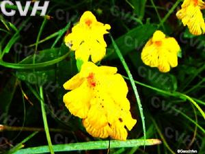 黃花無柱蘭 黃花無柱蘭