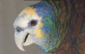 聖文森亞馬孫鸚哥