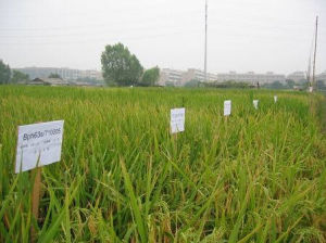 珞優八號 珞優八號