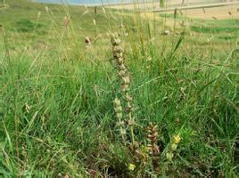 阿拉善馬先蒿 阿拉善馬先蒿