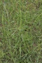 鵝觀草屬 鵝觀草屬