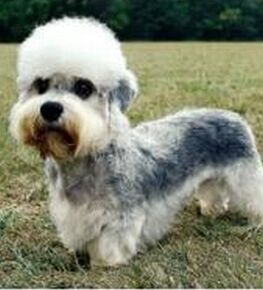 矮腳狄文梗 矮腳狄文梗