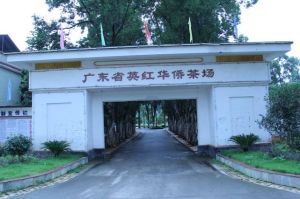 廣東省英紅華僑茶場