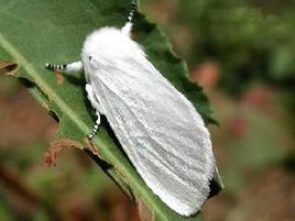 鱗翅目燈蛾科 鱗翅目燈蛾科