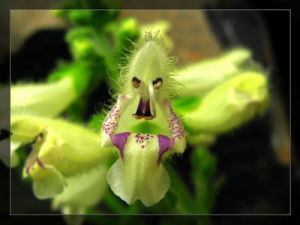 毛地黃鼠尾 毛地黃鼠尾