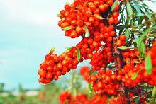 阿勒泰大果沙棘