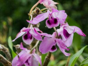 紫瓣石斛 紫瓣石斛