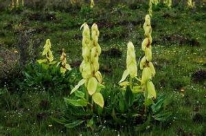 苞葉大黃 苞葉大黃