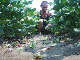 棉花蕾鈴脫落 棉花蕾鈴脫落