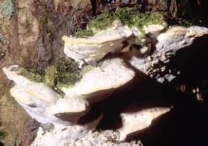 楊銳孔菌 楊銳孔菌