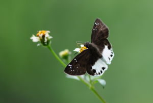 沾邊裙弄蝶 沾邊裙弄蝶