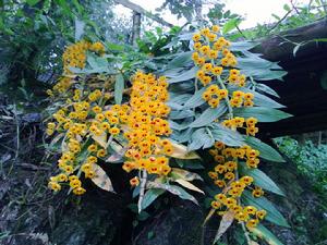 束花石斛烯 束花石斛烯