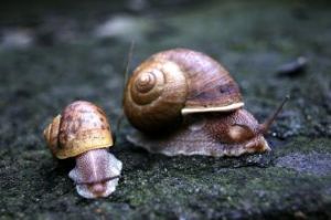 山帽華蝸牛 山帽華蝸牛