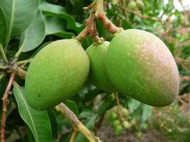 芒果樹[常綠喬木]