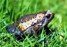 花狹口蛙指名亞種 花狹口蛙指名亞種