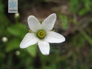 細叉梅花草 細叉梅花草