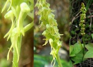 叉唇角盤蘭 叉唇角盤蘭