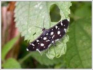 曲紋旋翅野螟 曲紋旋翅野螟